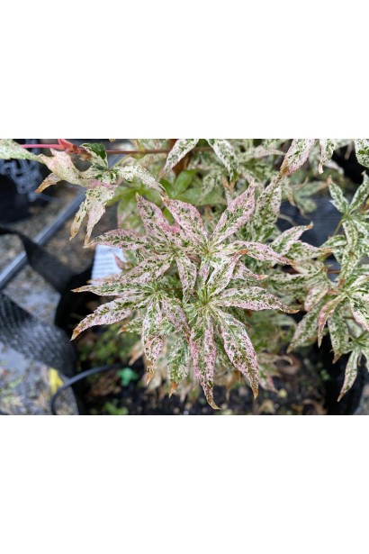 Листья клена укигумо в осеннем оттенке.